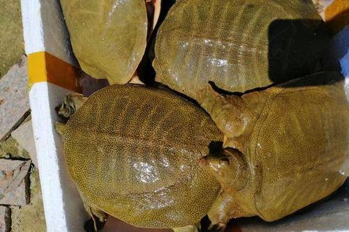 甲鱼底部黄色好不好
