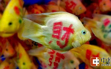 31厘米的鱼缸能养几条发财鱼