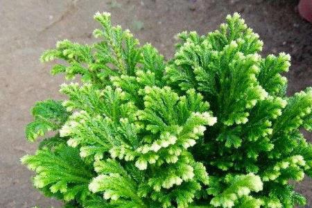 水陆缸卷柏的养殖方法