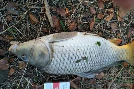 19调鱼能飞多大的鱼