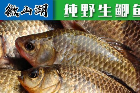野生鲫鱼怎么泡酒