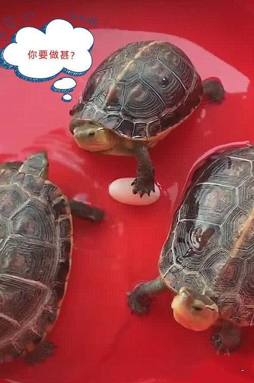 巴西龟下蛋一般多久下完