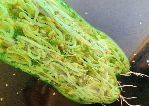 豆芽发酵后可以浇花吗
