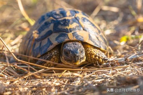 乌龟越狱能活多久