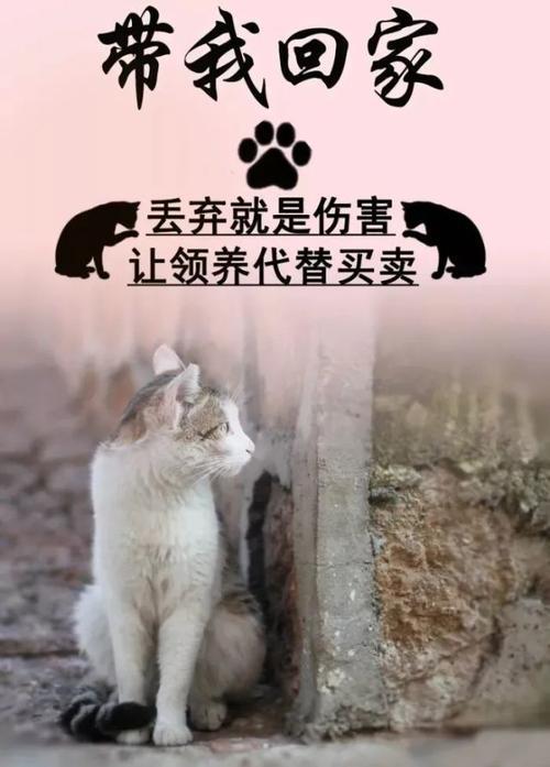 为什么流浪猫偏偏在我家门口