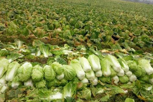 青海大白菜什么时候种植