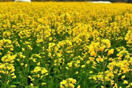 沣油868油菜亩产多少斤