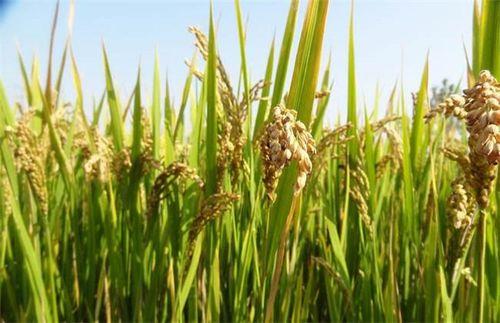 用自来水泡水稻种子有什么影响