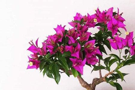 什么季节适合买三角梅花