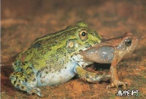 野河里的青蛙，能活多少岁
