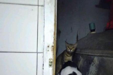 流浪猫上门讨吃可以喂吗