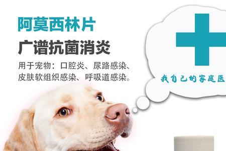 猫咳嗽可以吃人的消炎药吗