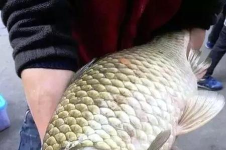 野生鲫鱼涨多久能吃