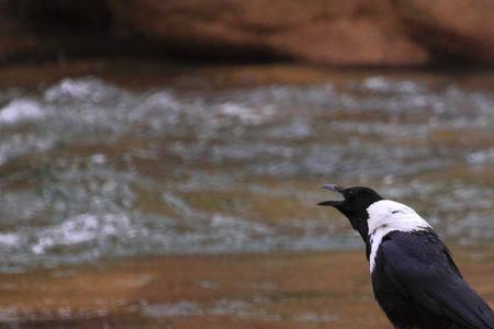 白颈乌鸦成年有多重