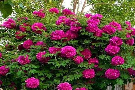 木本牡丹花怎么养