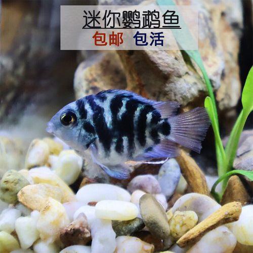 迷你鹦鹉鱼追逐是什么意思