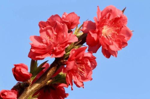 桃红花在什么时间种