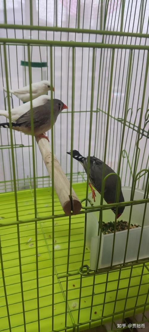 养珍珠鸟好还是养十姐妹好