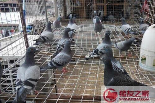一年挣十万得养多少鸽子