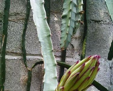 火龙果花与霸王花的区别是什么
