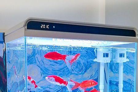 鱼缸水一个月了还是发白