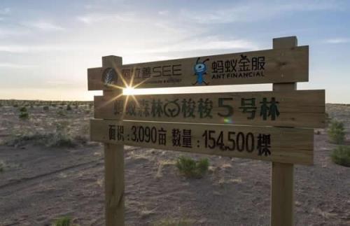 蚂蚁森林行走能量成熟时间