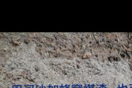 秋季栽金雀下山桩种前用水泡吗