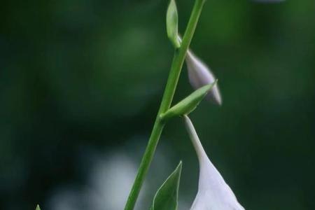 芝兰毓秀葳蕤生辉啥意思