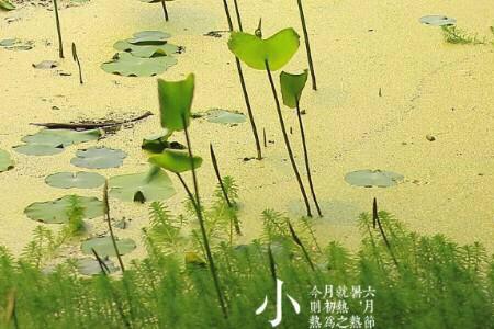 小暑有公暑还有母暑