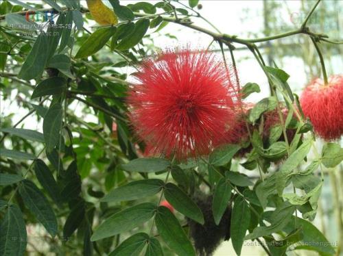 朱是什么花
