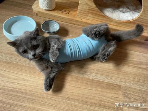 蓝猫绝育前后对比