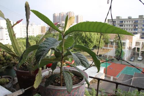 枇杷树嫁接多久发芽