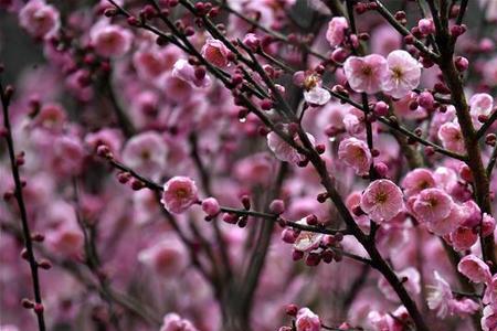 花叶枝头俏什么意思