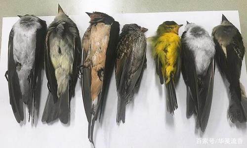 麻雀濒死如何救治