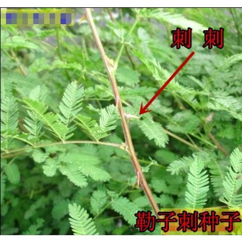 簕子树习性