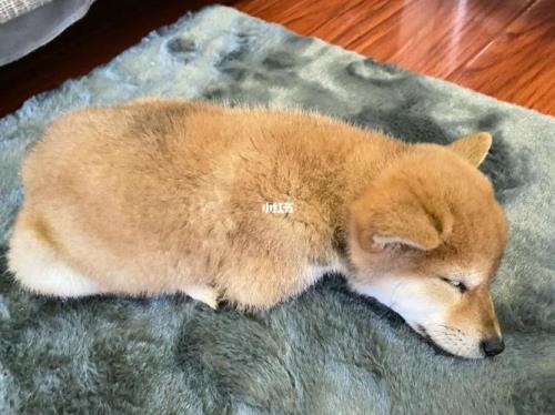 一岁宝宝家里能养柴犬吗