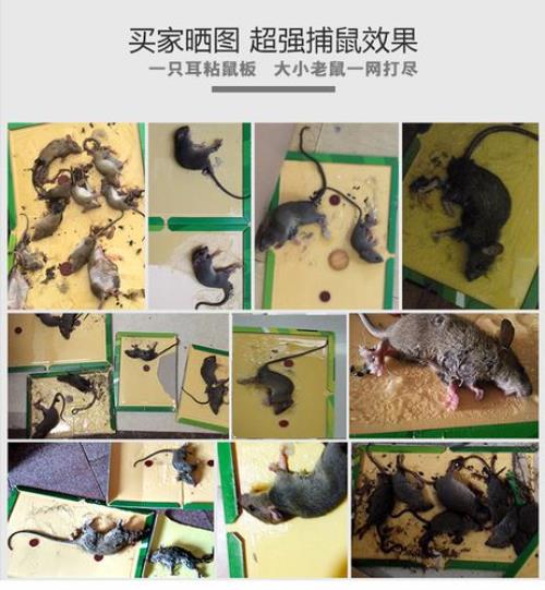 粘鼠板商标多少类