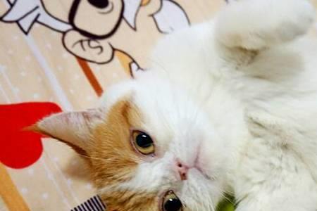 猫是什么时候进家门比较好
