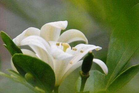 白醋浇米兰花正确方法
