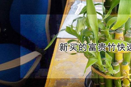 刚买的竹子怎么能快速生根