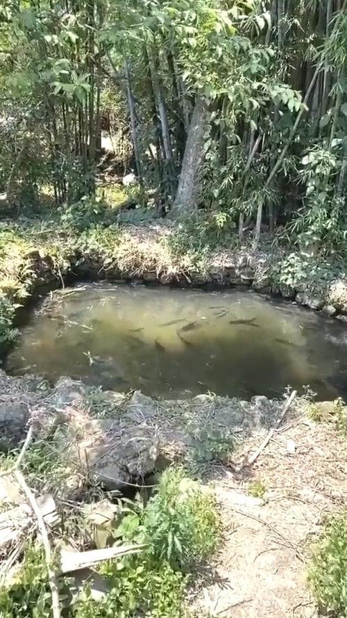 为什么鱼在池塘死后身上有泥