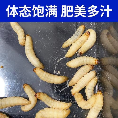葡萄玉米虫生长过程