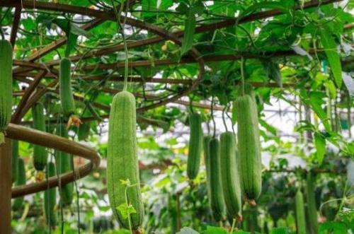 夏季大棚丝瓜种植技术及效益