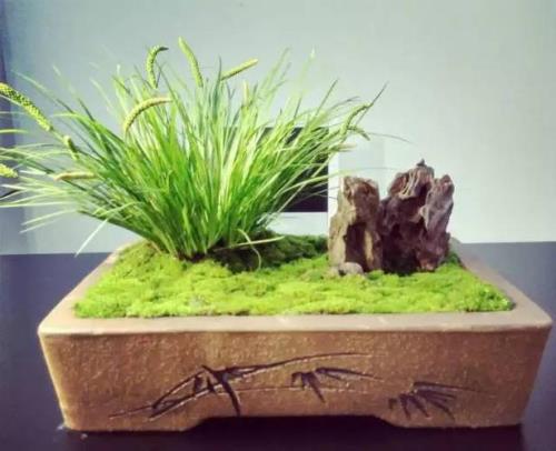活石菖蒲去掉根须方法