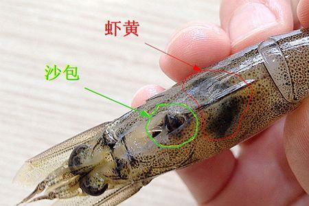 对虾怎么去虾线
