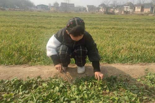 昆明池周边能挖荠荠菜吗