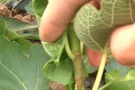 无花果树移栽后几天可以浇水
