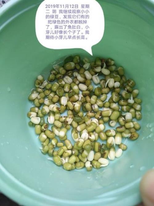 通过观察绿豆发芽明白了什么