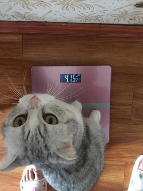 一岁公猫正常体重