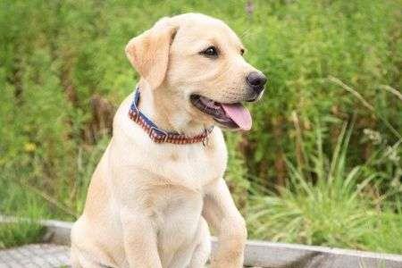 田园犬和拉布拉多哪个好